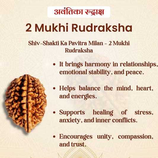 2 Mukhi Rudraksha (Do Mukhi Rudraksha)