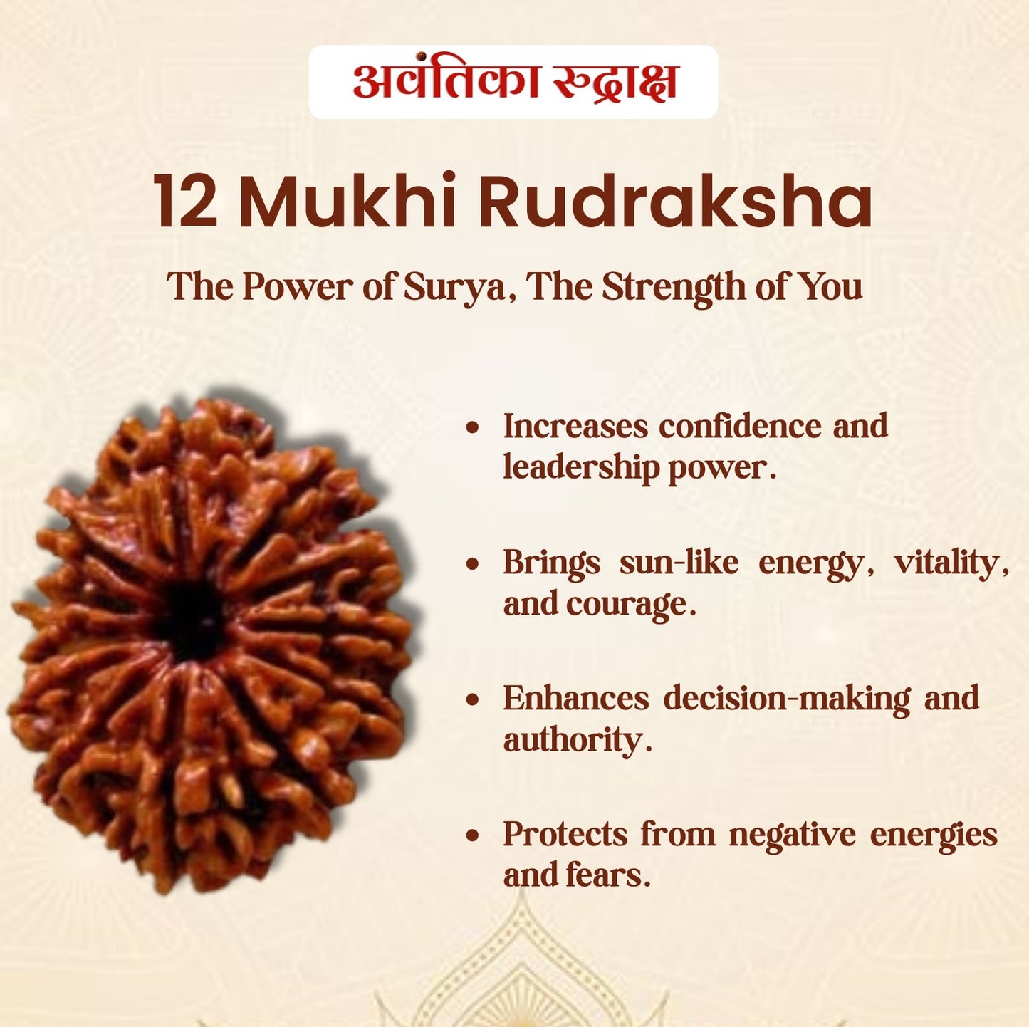 12 Mukhi Rudraksha (Twelve Faced Rudraksha)