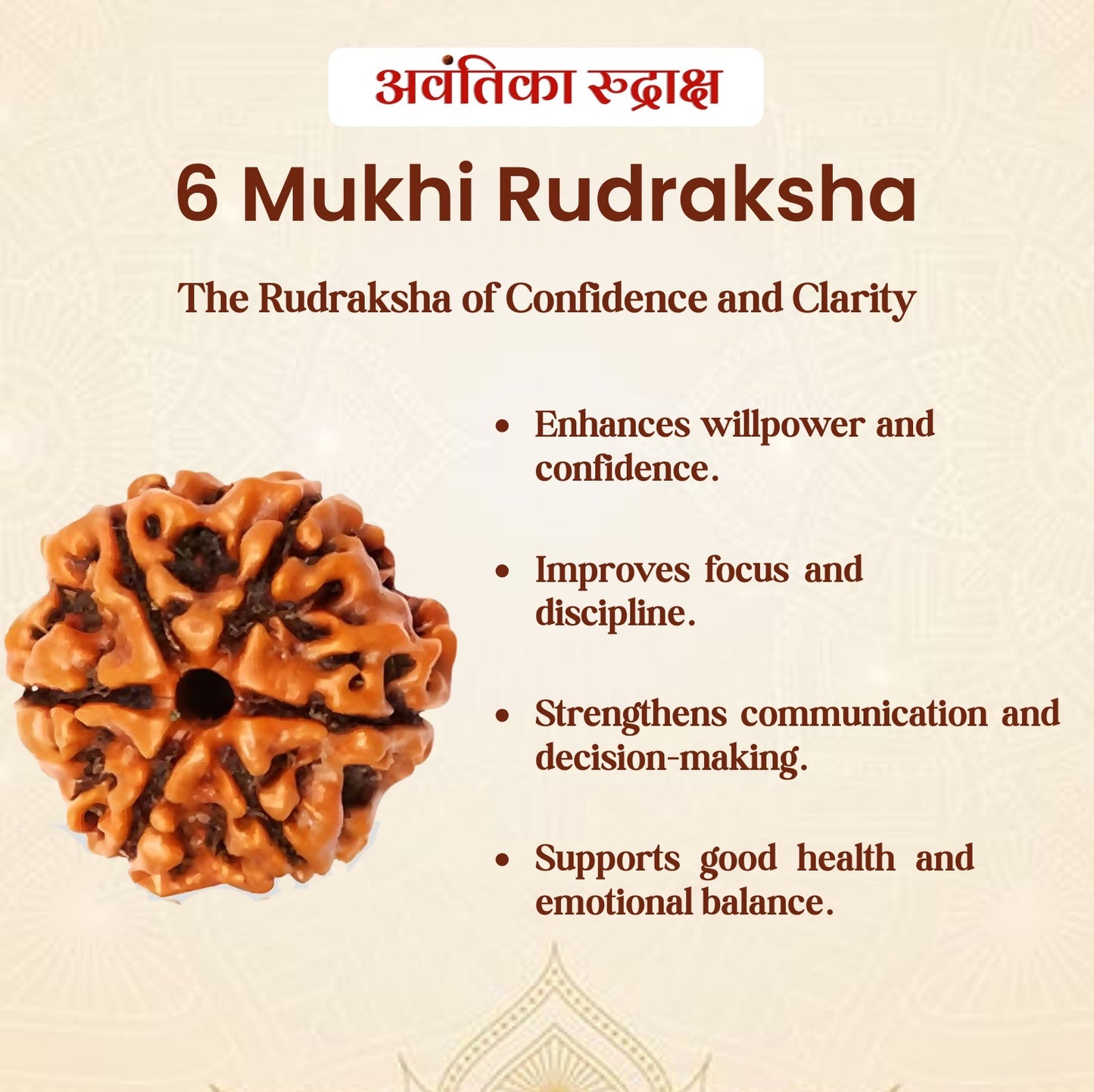 🔱 6 Mukhi Rudraksha (Six Faced Rudraksha)
