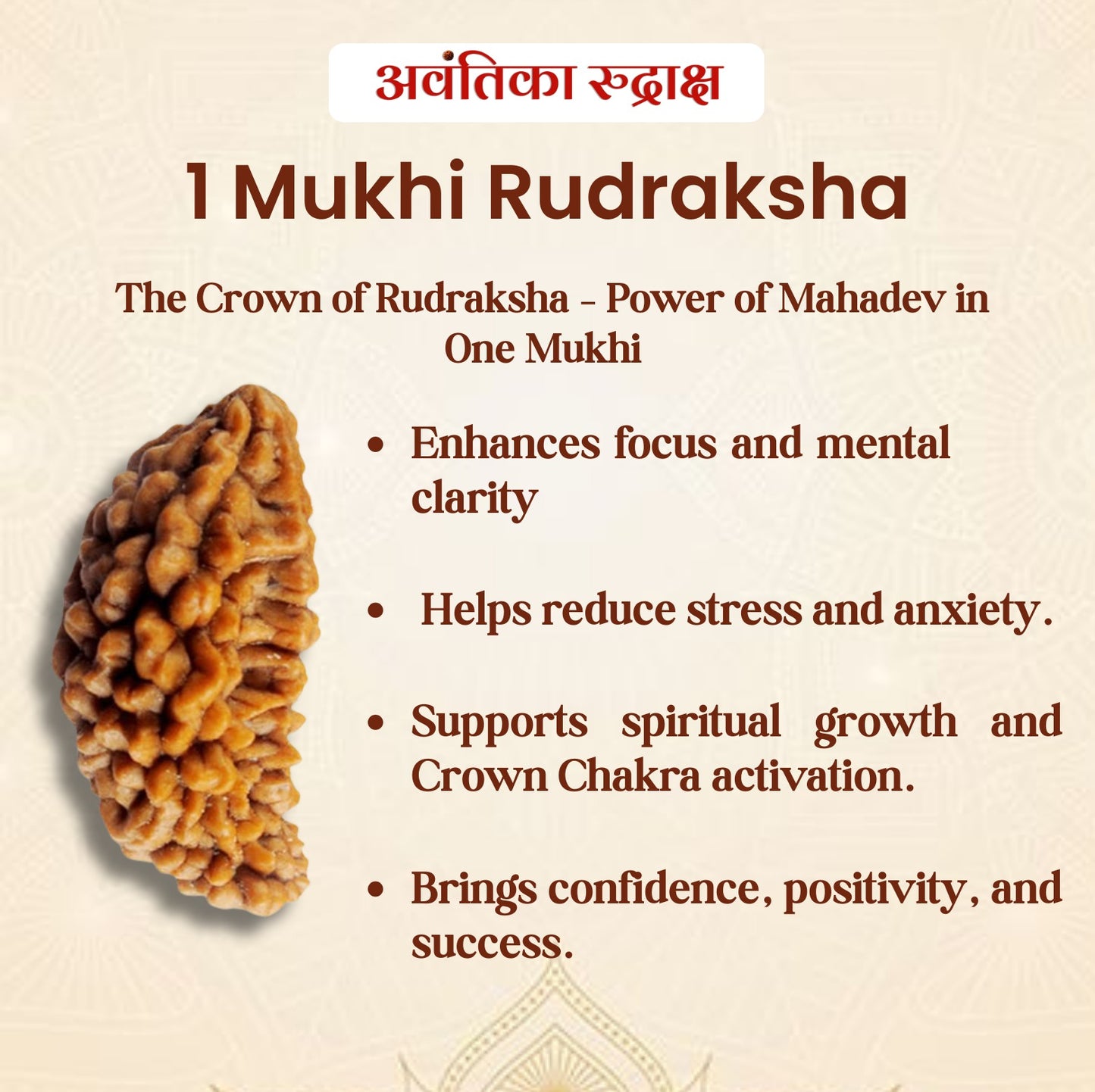 🌿 1 Mukhi Rudraksha (Ek Mukhi Rudraksha)