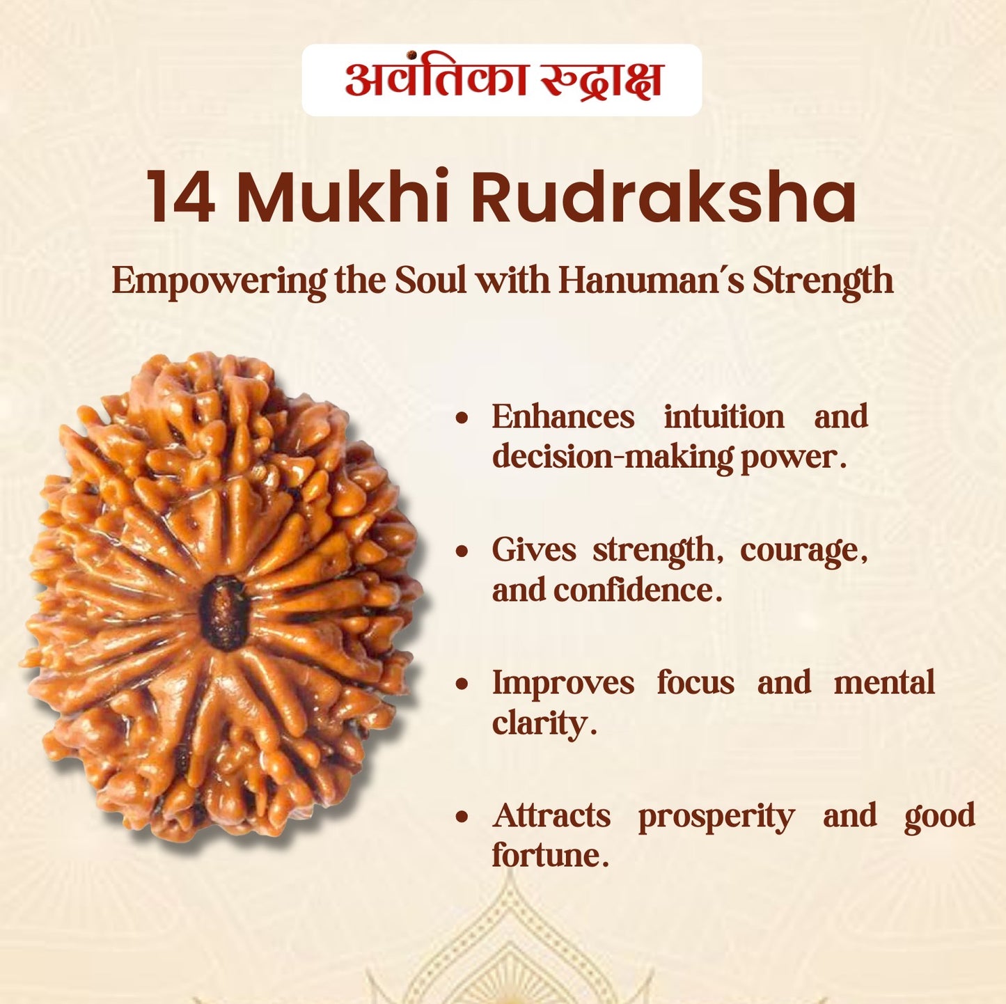 🔱 14 Mukhi Rudraksha (Fourteen Faced Rudraksha)