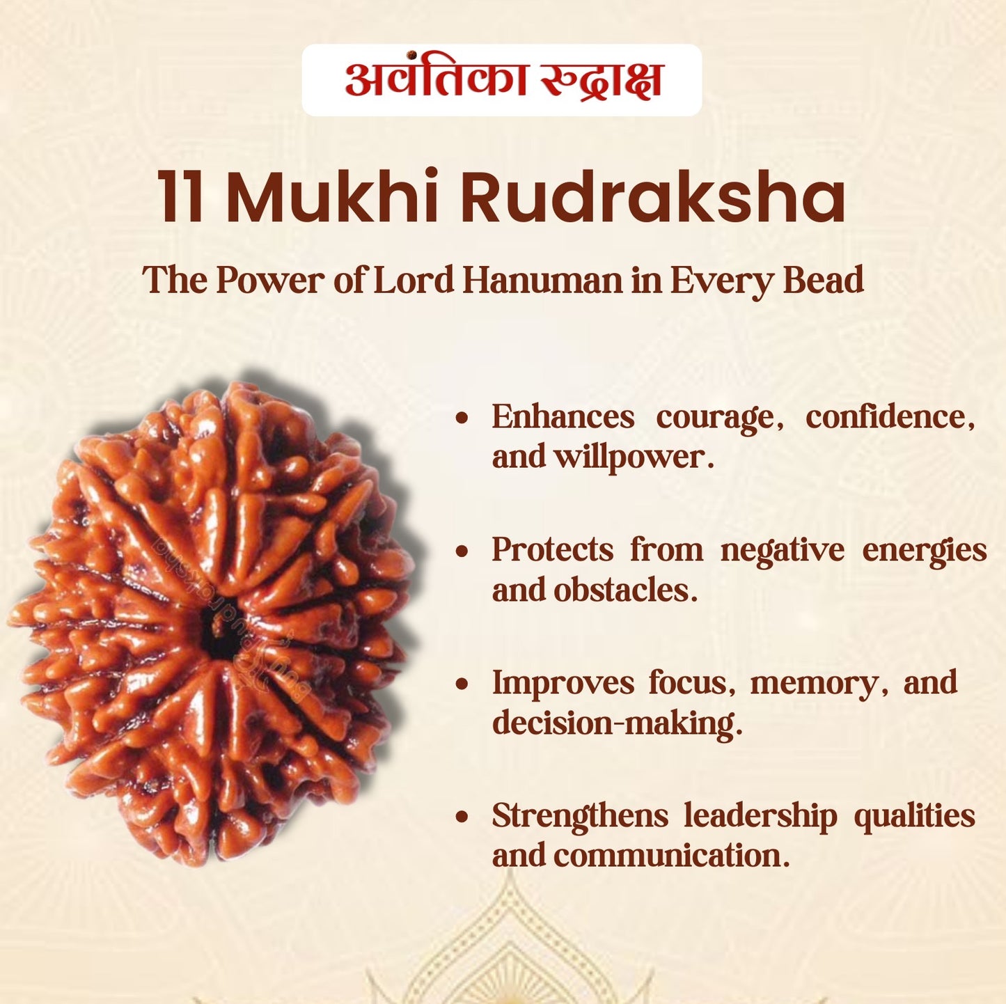 🔱 11 Mukhi Rudraksha (Eleven Faced Rudraksha)
