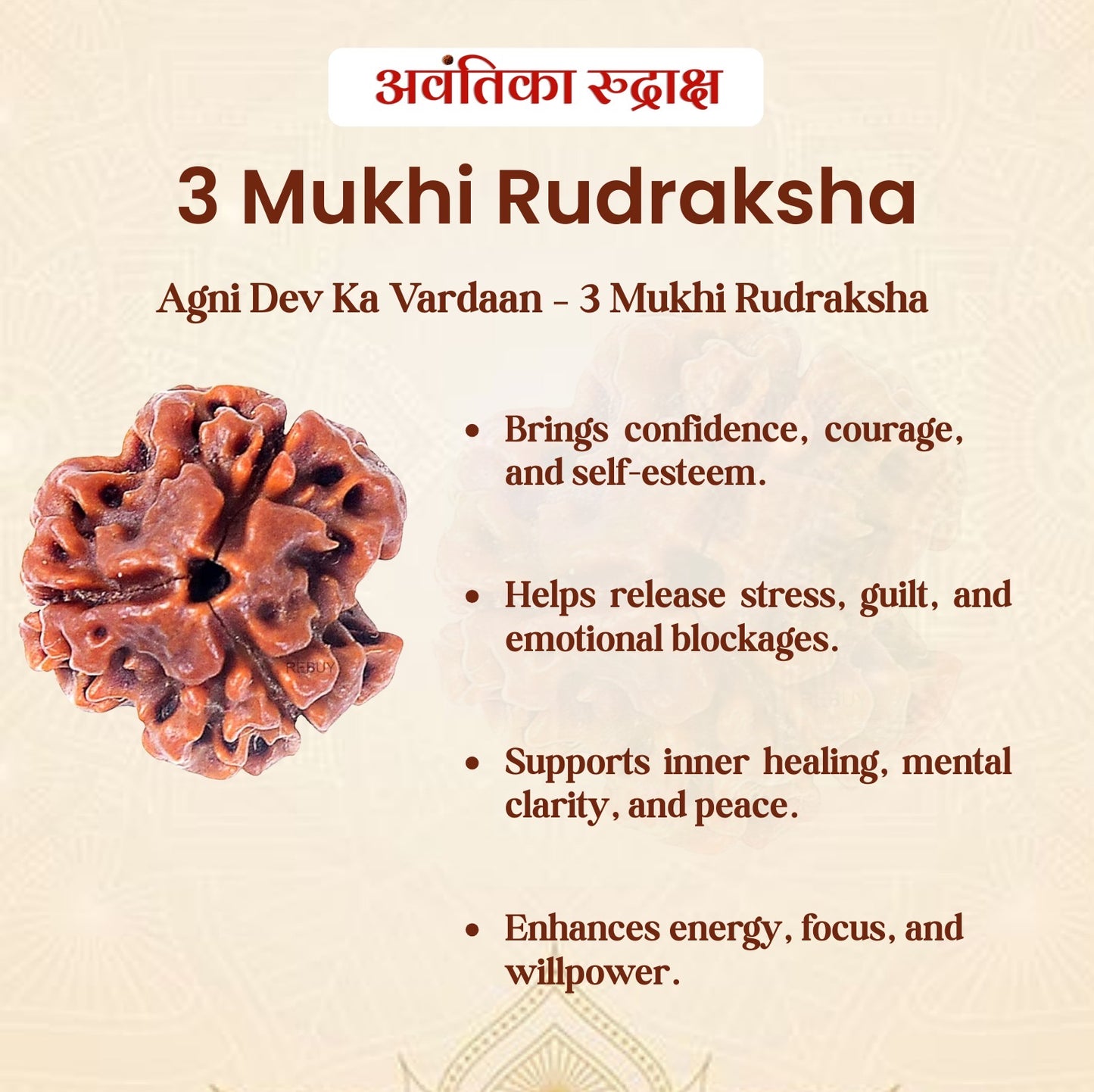3 Mukhi Rudraksha (Three Faced Rudraksha) – Original & Energized