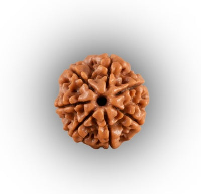 Nepali Rudraksha