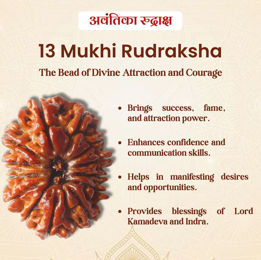 13 Mukhi Rudraksha (Thirteen Faced Rudraksha)