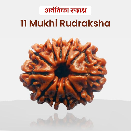 🔱 11 Mukhi Rudraksha (Eleven Faced Rudraksha)