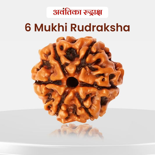 🔱 6 Mukhi Rudraksha (Six Faced Rudraksha)