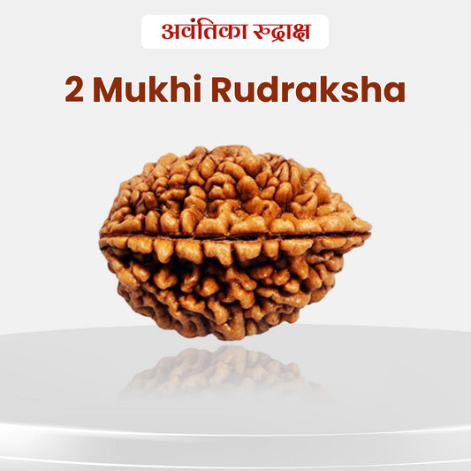 2 Mukhi Rudraksha (Do Mukhi Rudraksha)