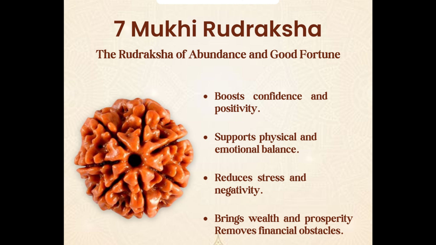 🔱 7 Mukhi Nepali Rudraksha (Seven Faced Rudraksha)