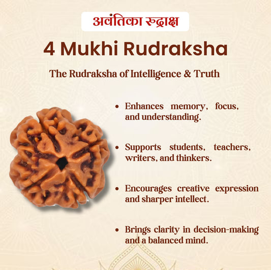 4 Mukhi Rudraksha (चार मुखी रुद्राक्ष)