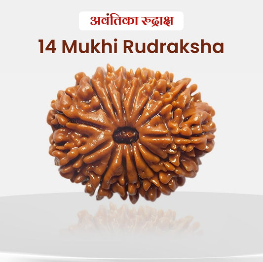 🔱 14 Mukhi Rudraksha (Fourteen Faced Rudraksha)