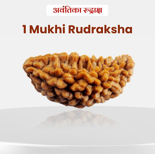 🌿 1 Mukhi Rudraksha (Ek Mukhi Rudraksha)