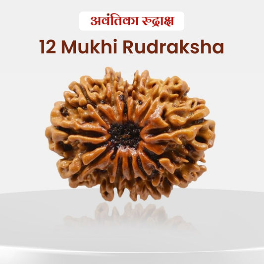 12 Mukhi Rudraksha (Twelve Faced Rudraksha)