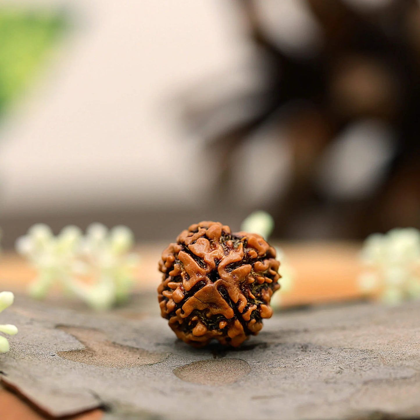 4 Mukhi Rudraksha (चार मुखी रुद्राक्ष)
