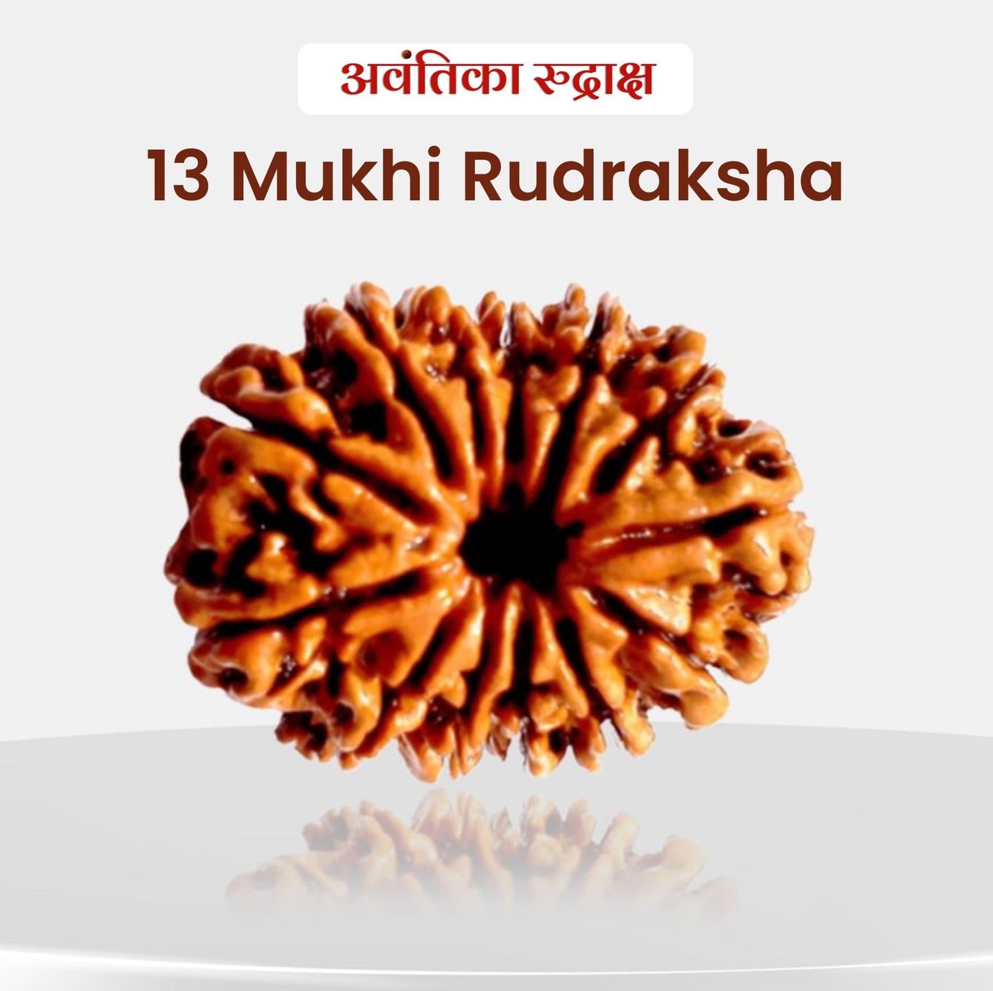 13 Mukhi Rudraksha (Thirteen Faced Rudraksha)
