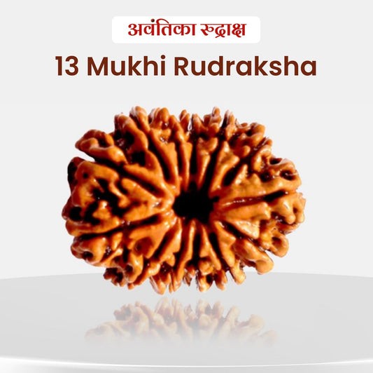 13 Mukhi Rudraksha (Thirteen Faced Rudraksha)