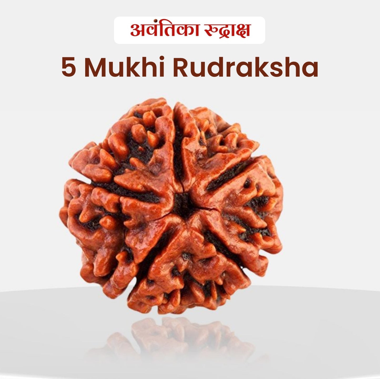 5 Mukhi Rudraksha (Five Faced Rudraksha)