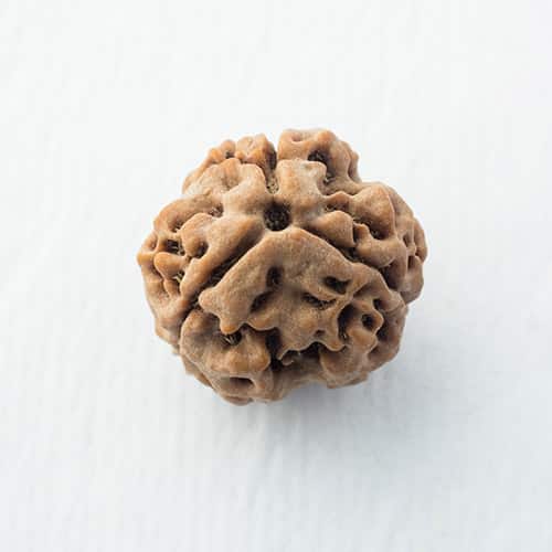 3 Mukhi Rudraksha (Three Faced Rudraksha) – Original & Energized