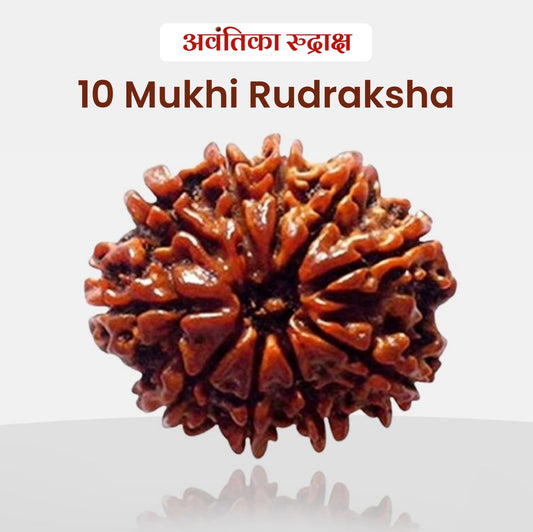 🔱 10 Mukhi Rudraksha (Ten Faced Rudraksha)