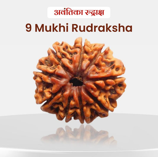 9 Mukhi Rudraksha (Nine Faced Rudraksha)
