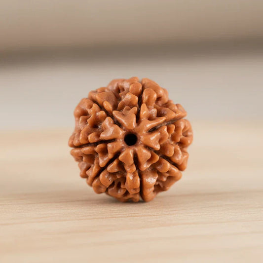🔱 7 Mukhi Nepali Rudraksha (Seven Faced Rudraksha)